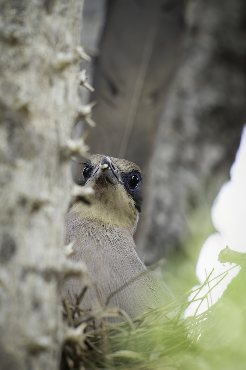 Red-capped Coua (Green-capped) - ML611361017