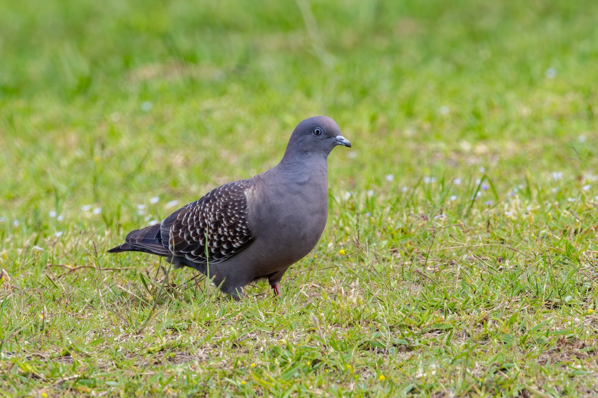 Spot-winged Pigeon - ML611361020