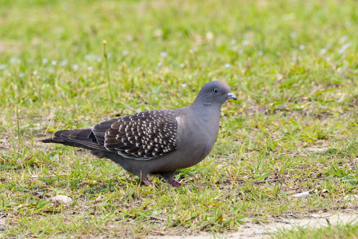 Spot-winged Pigeon - ML611361021