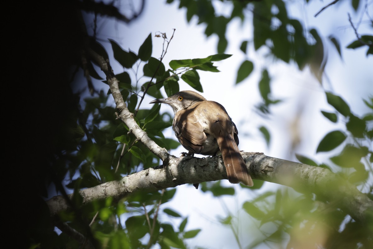 Long-billed Thrasher - ML611361085