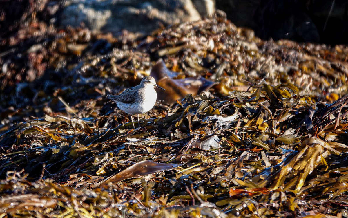 Weißbürzel-Strandläufer - ML611361200