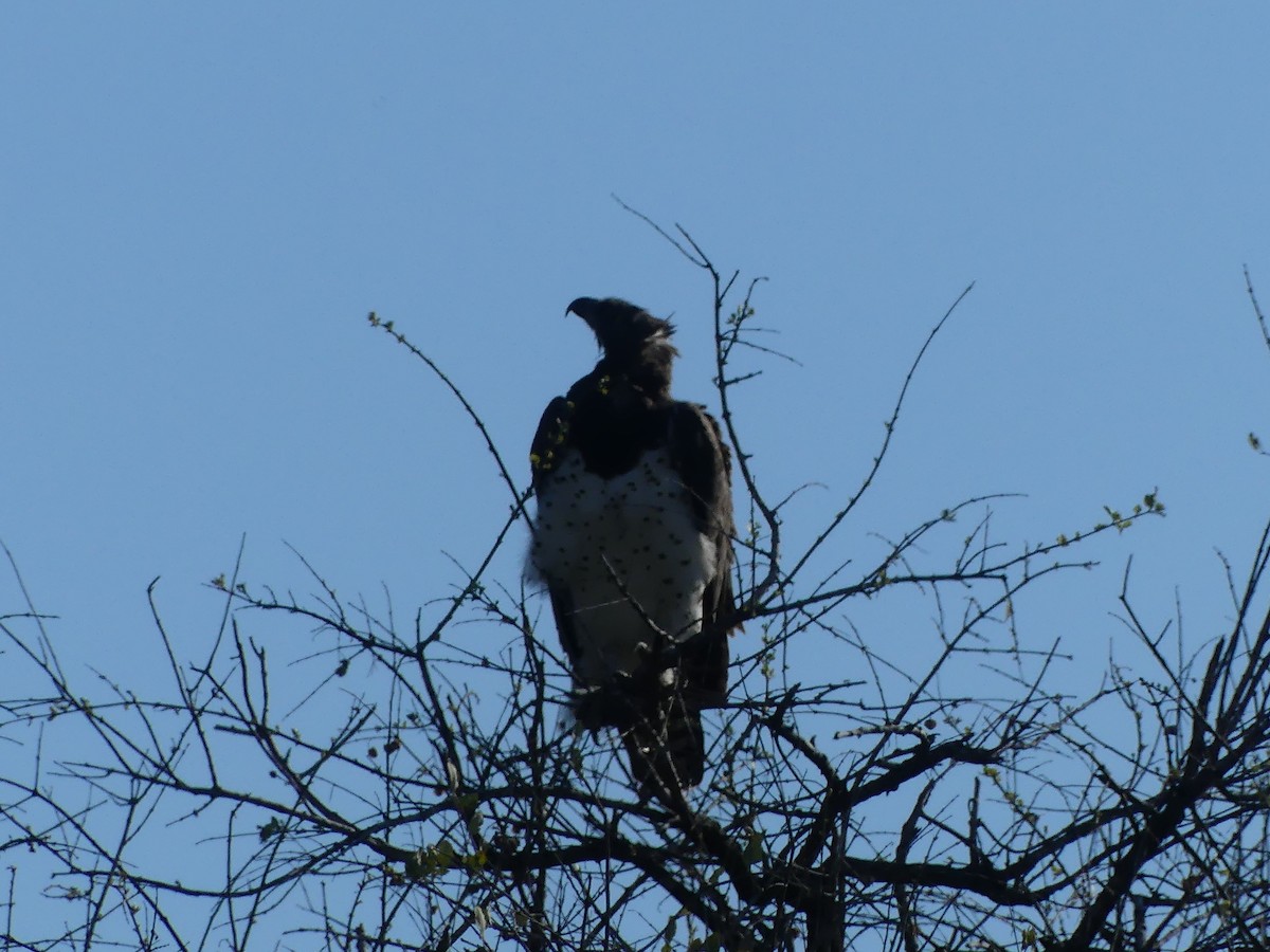 Martial Eagle - ML611361341