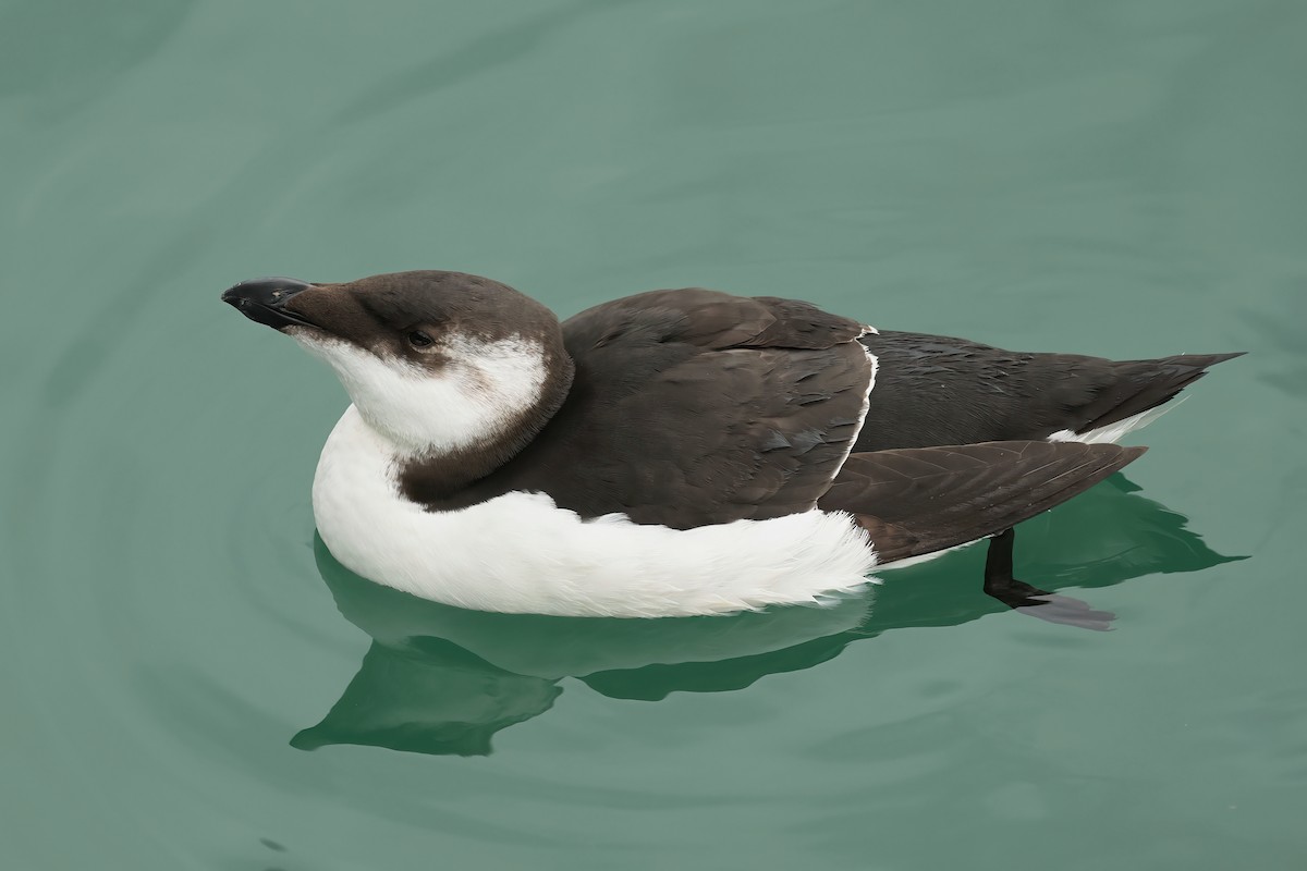 Razorbill - Tiago Guerreiro