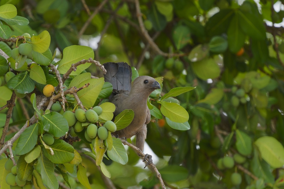 Gray Go-away-bird - ML611361407