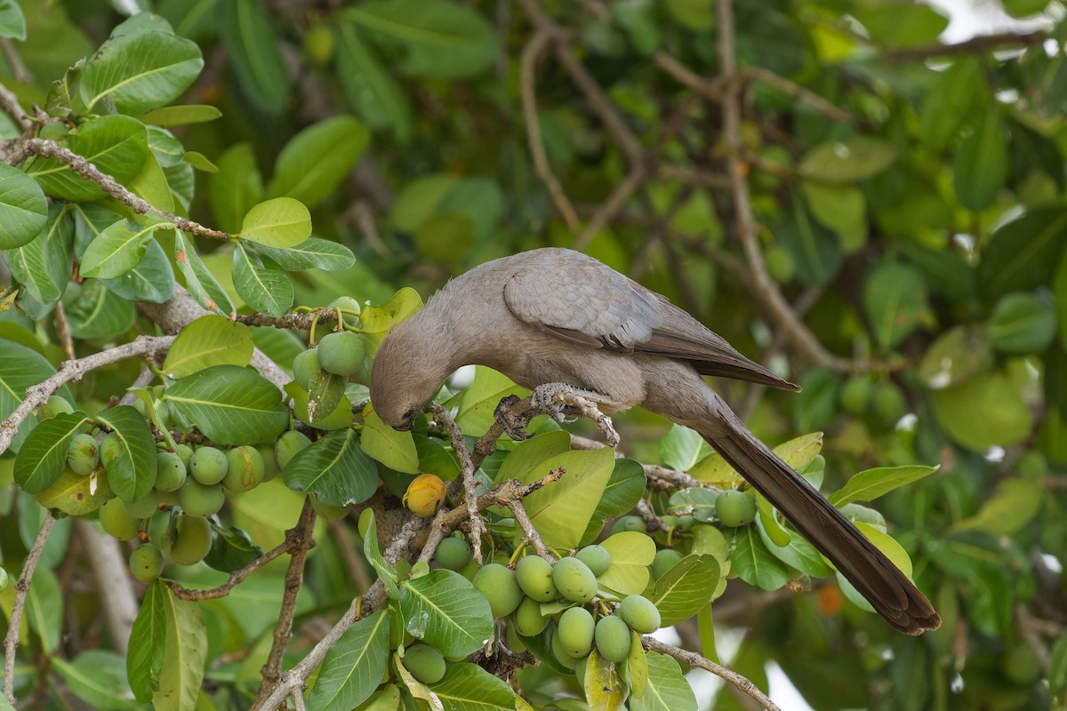 Gray Go-away-bird - ML611361412