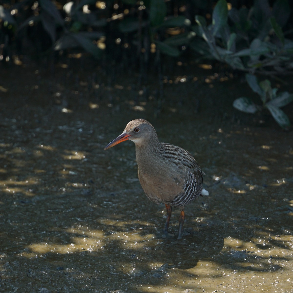 Mangrove Rail - ML611361470