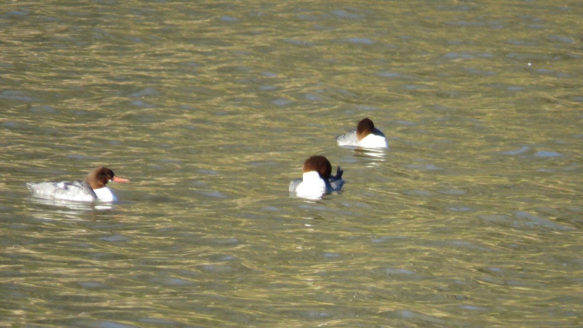 Common Merganser - Rick Robinson