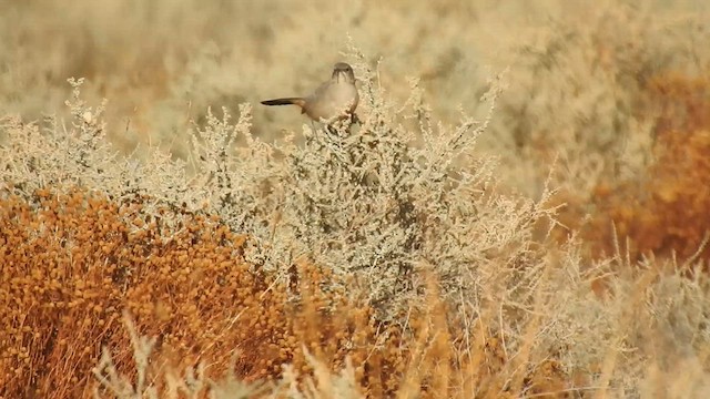 LeConte's Thrasher - ML611361619