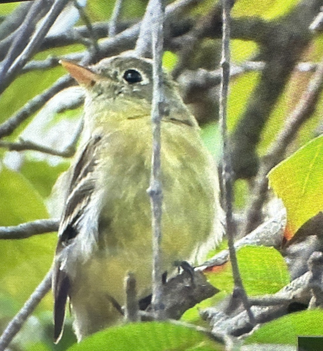 Western Flycatcher - ML611361623