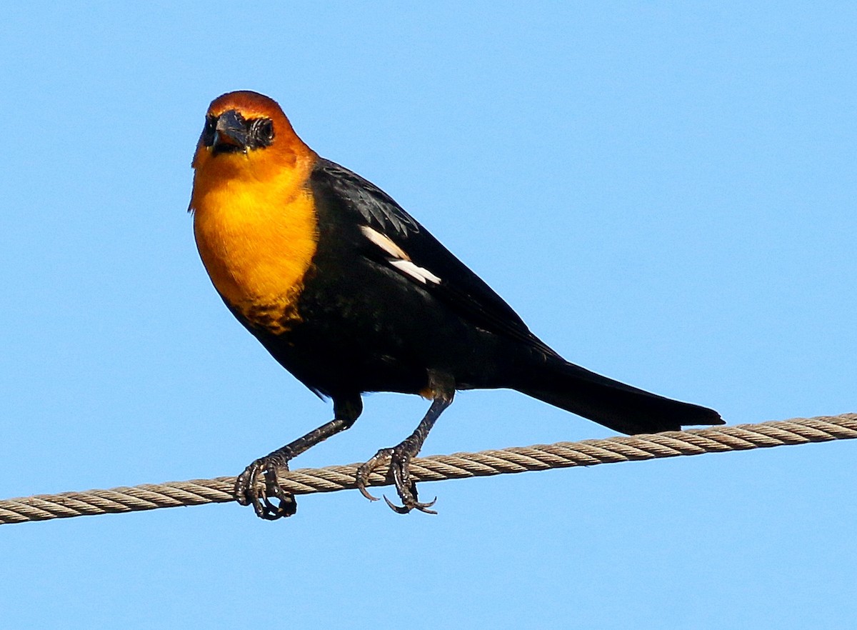 Yellow-headed Blackbird - ML611361644