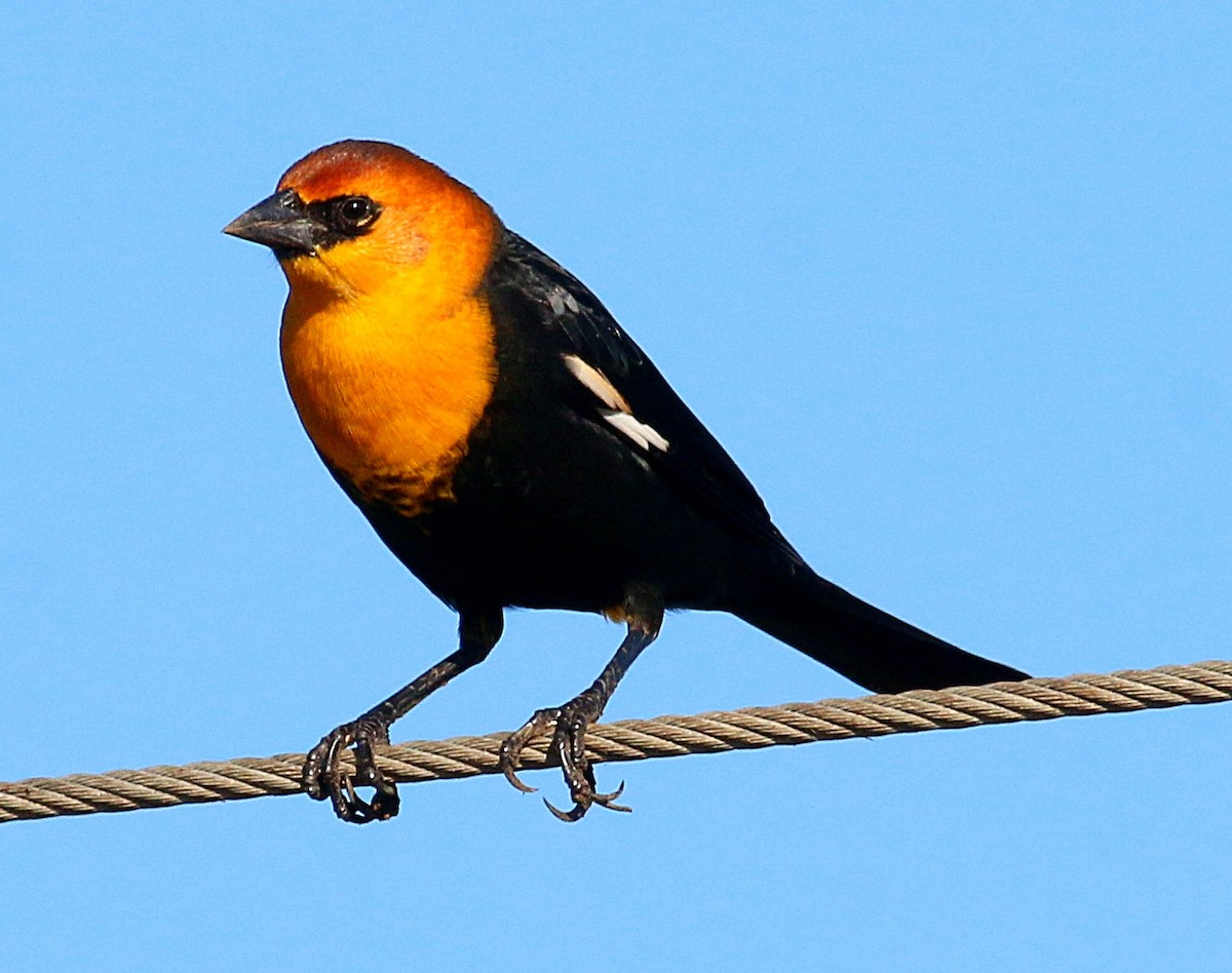 Yellow-headed Blackbird - ML611361653