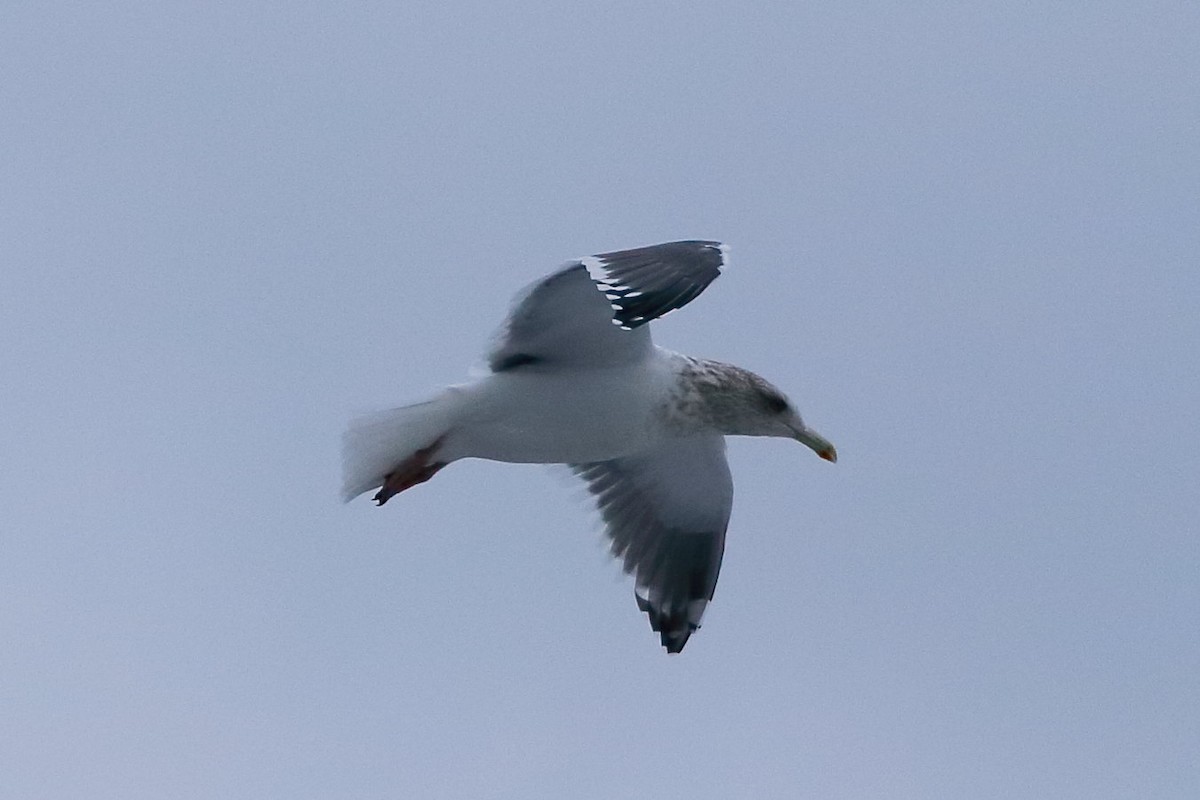 Slaty-backed Gull - Andrew Collins