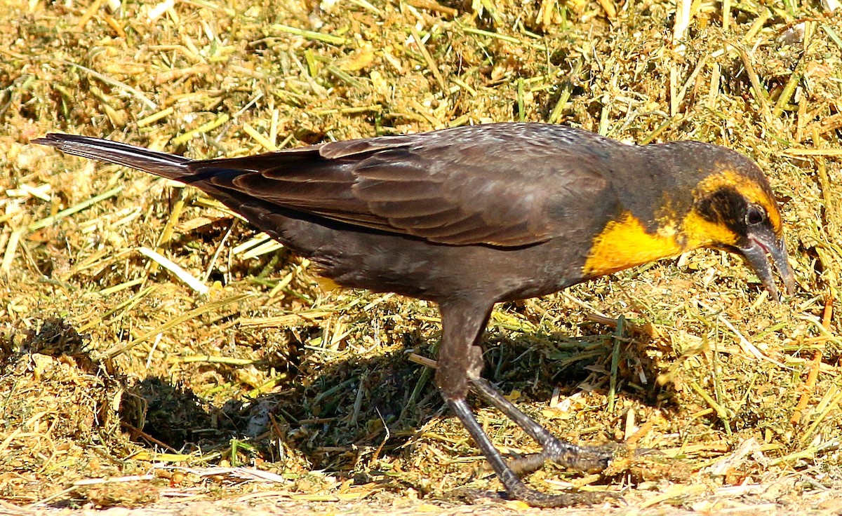 Yellow-headed Blackbird - ML611361704