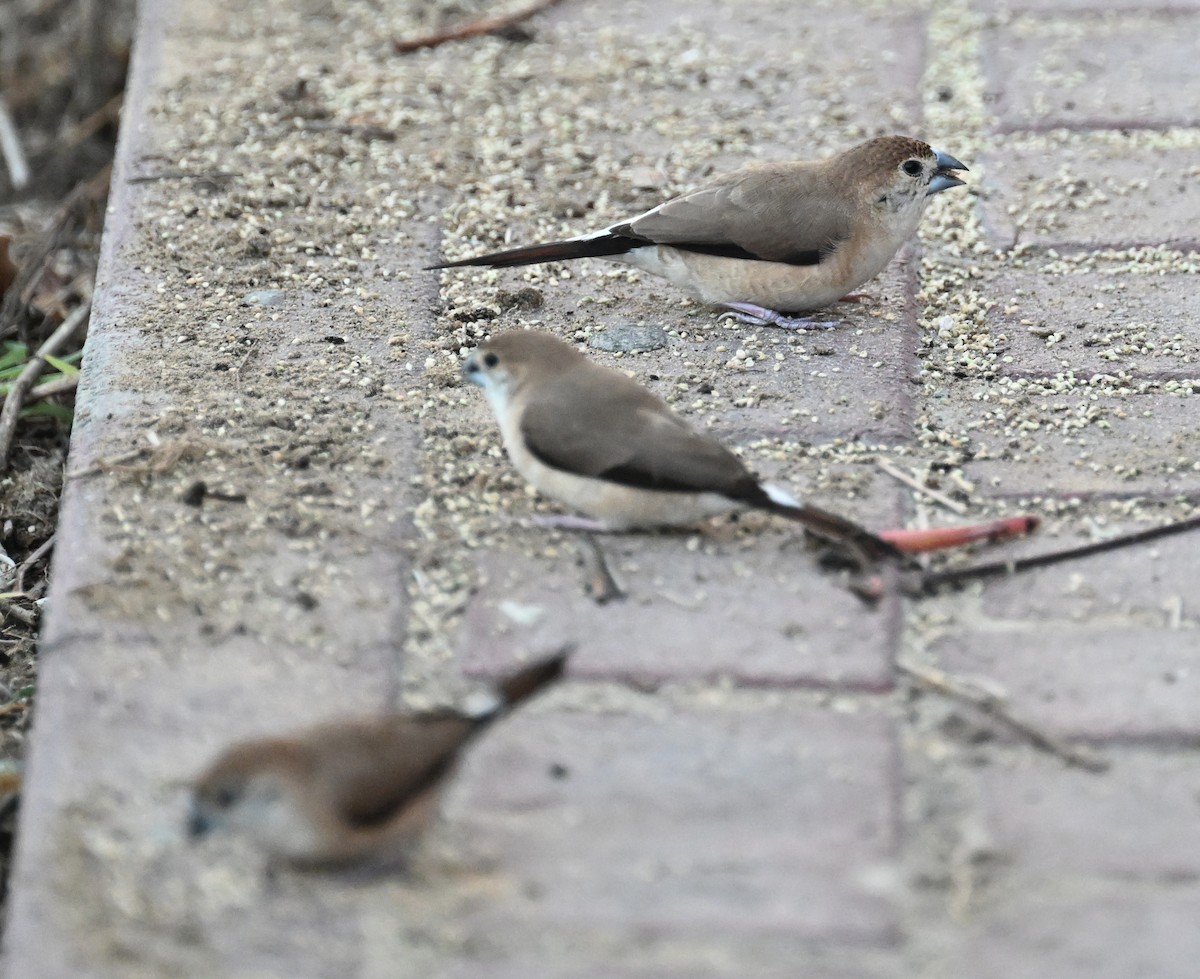 Indian Silverbill - ML611361706
