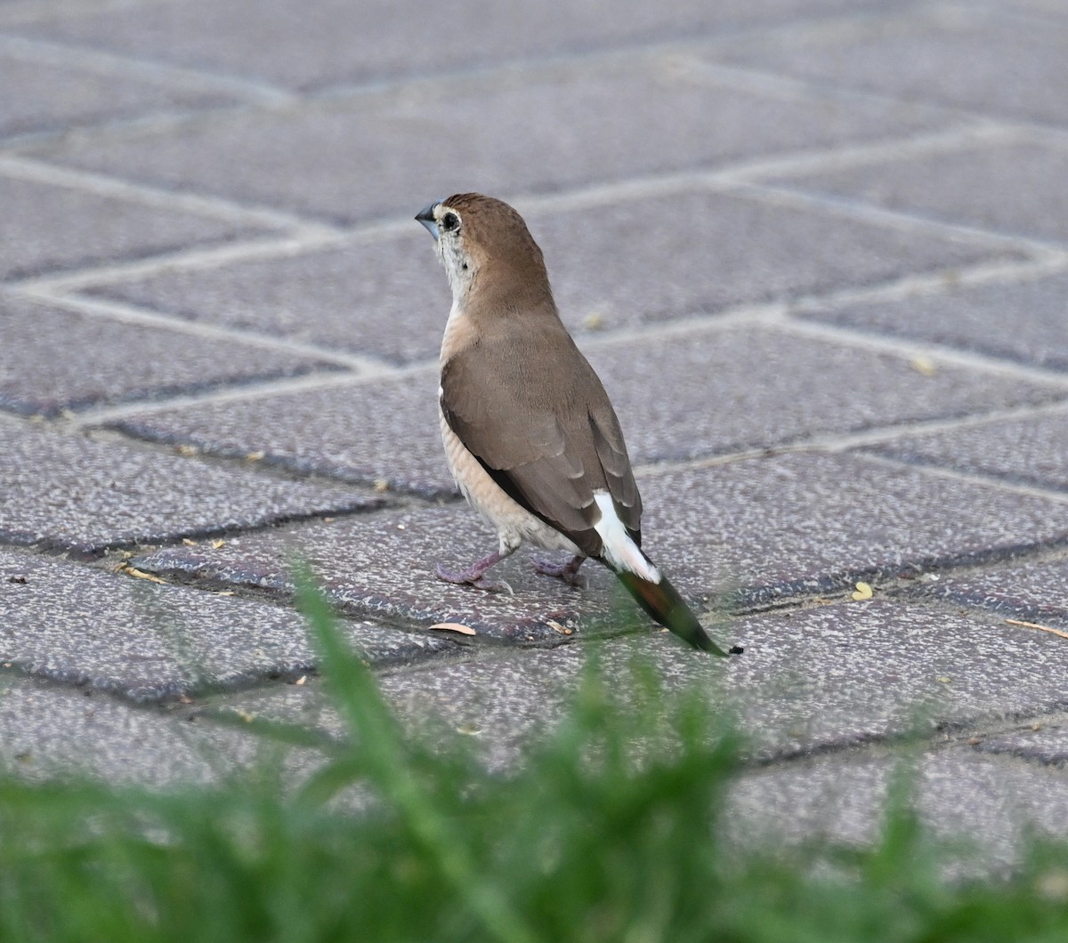 Indian Silverbill - ML611361741