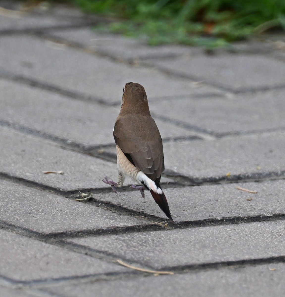 Indian Silverbill - ML611361742