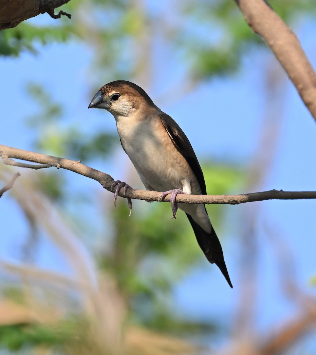 Indian Silverbill - ML611361743