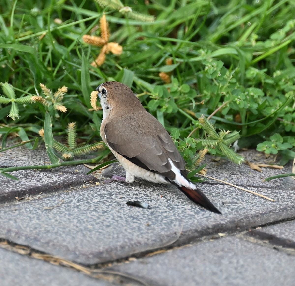 Indian Silverbill - ML611361747