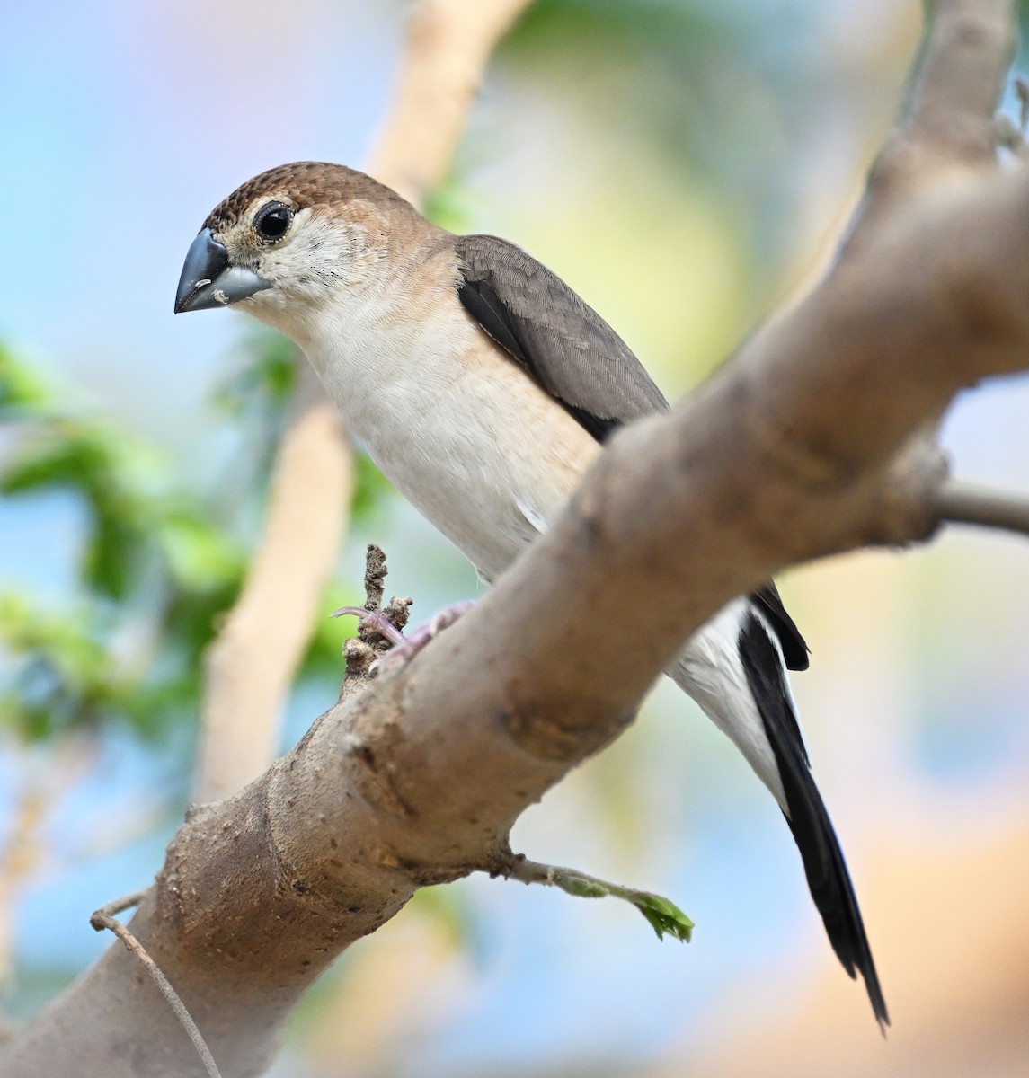 Indian Silverbill - ML611361748