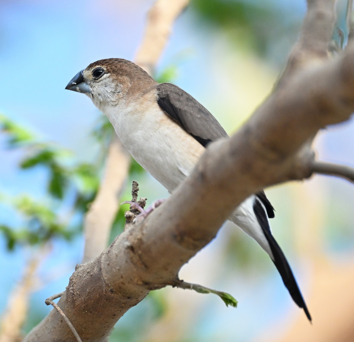 Indian Silverbill - ML611361750
