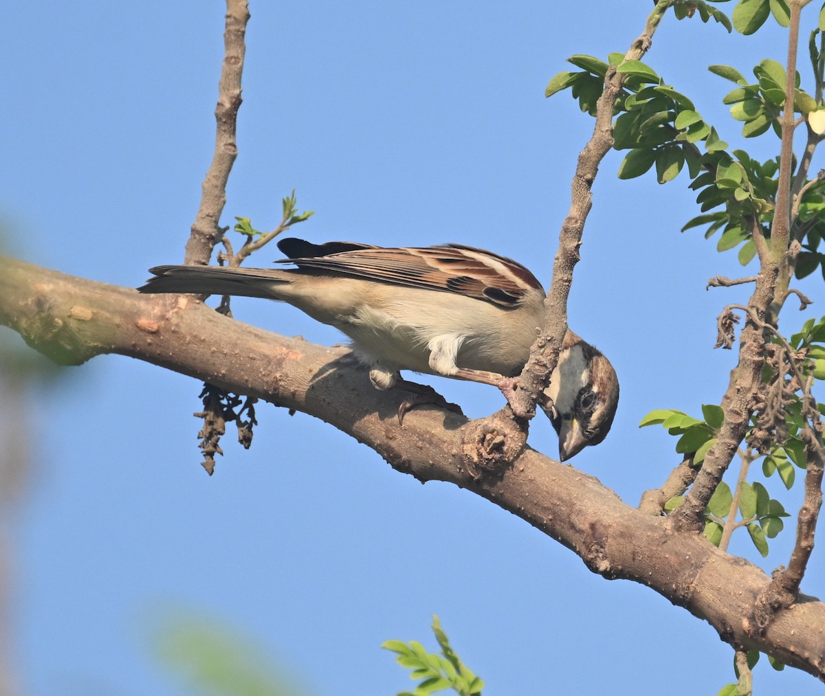 Indian Silverbill - ML611361751