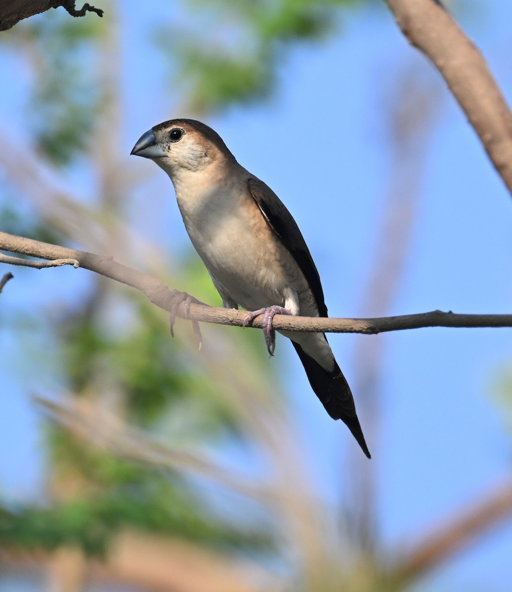 Indian Silverbill - ML611361752