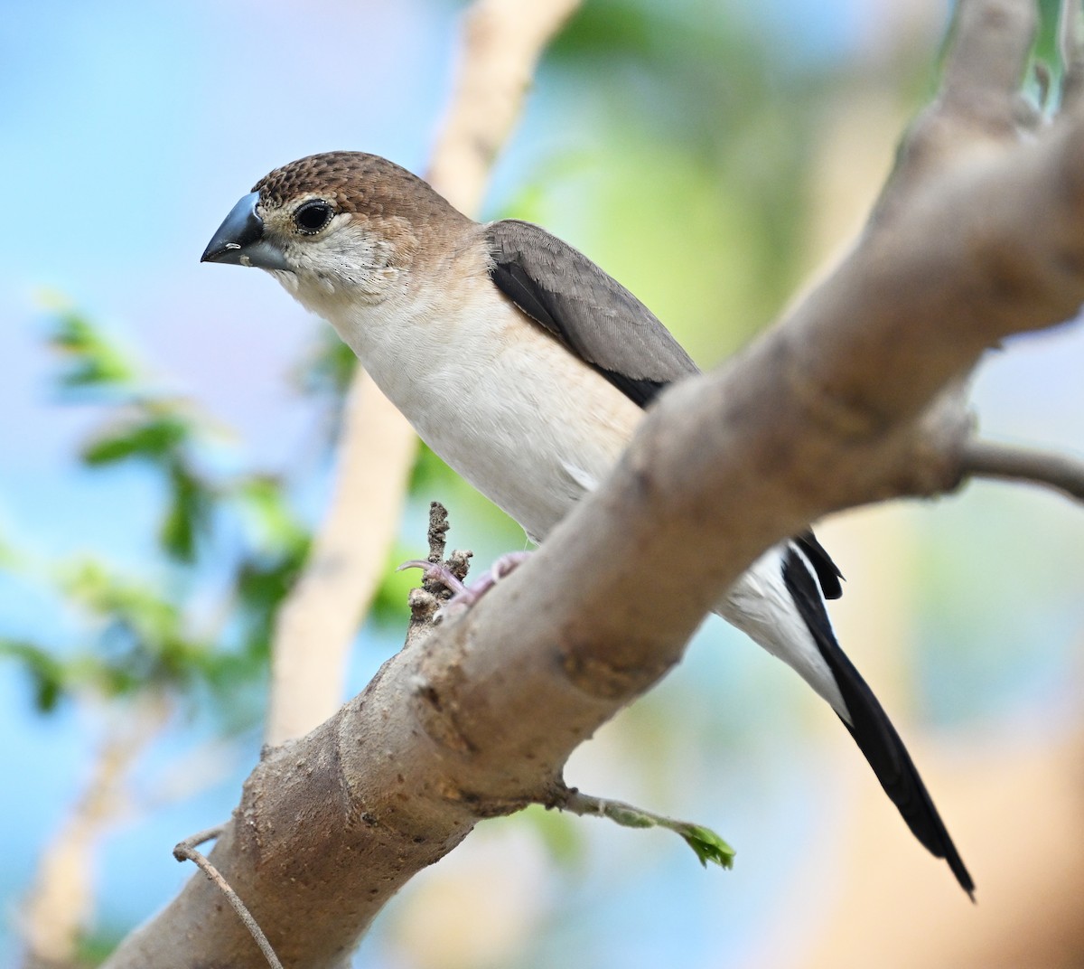 Indian Silverbill - ML611361753