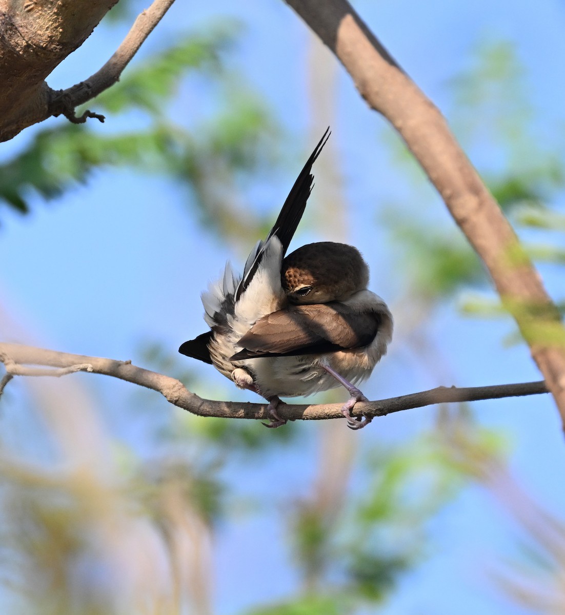 Indian Silverbill - ML611361754
