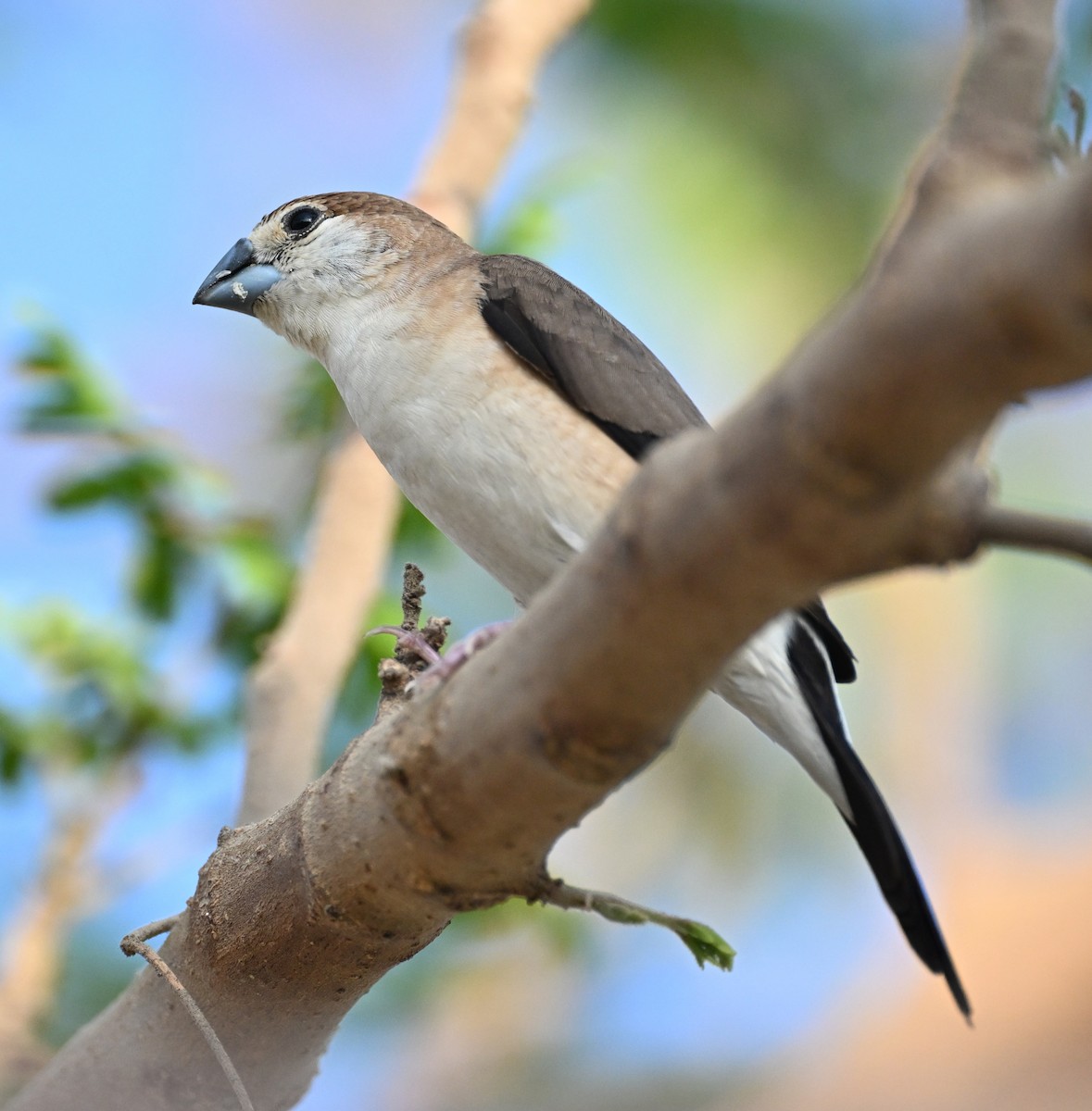 Indian Silverbill - ML611361755