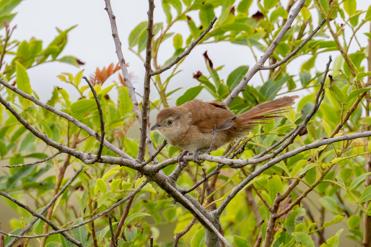 Freckle-breasted Thornbird - ML611361864