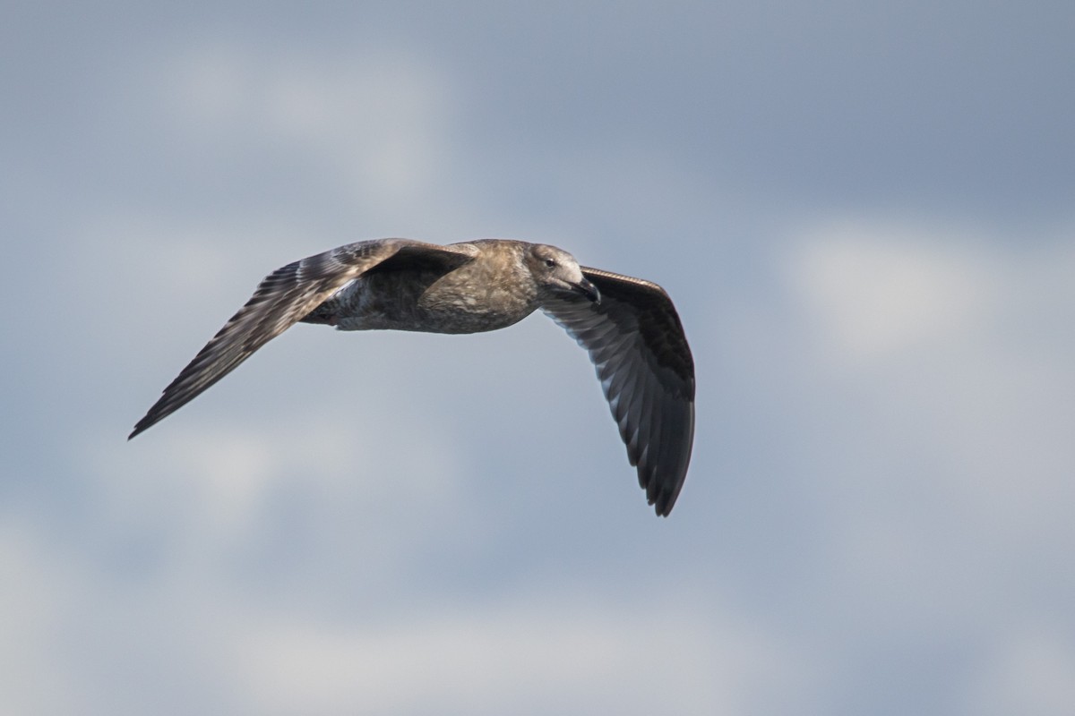 Western Gull - ML611361888