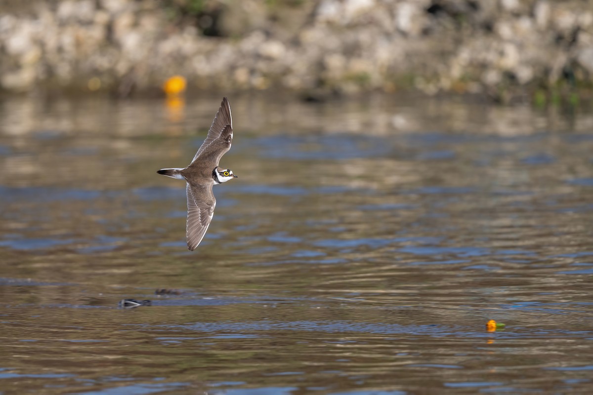 Little Ringed Plover - ML611361889