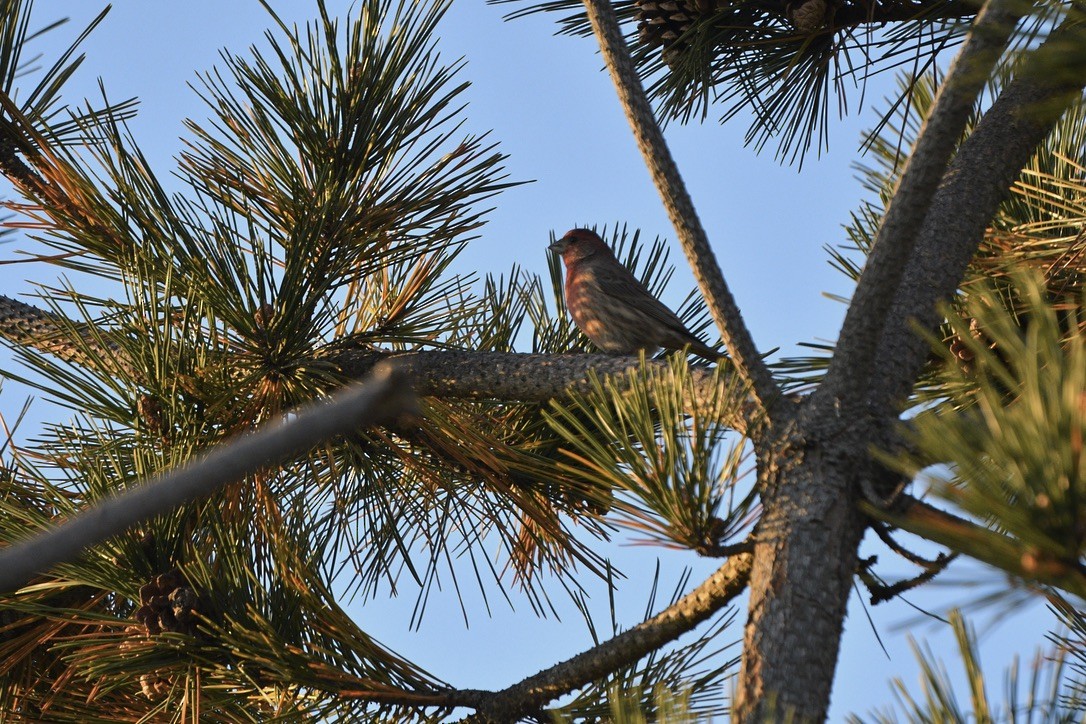 House Finch - ML611362148