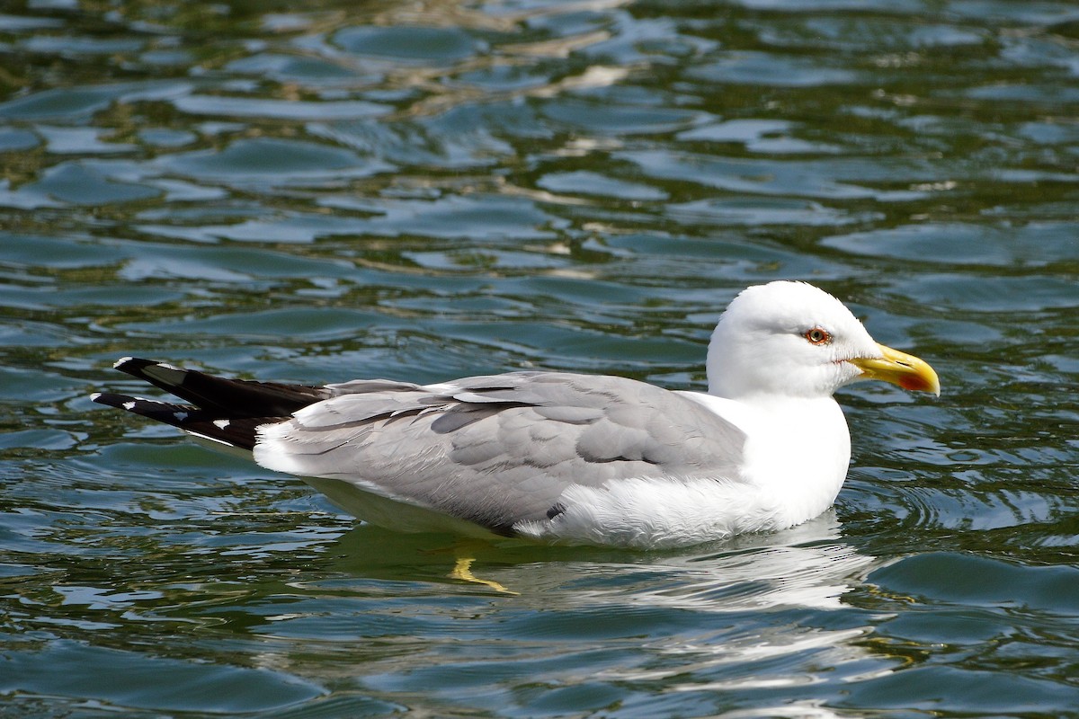 Gaviota Patiamarilla - ML611362163