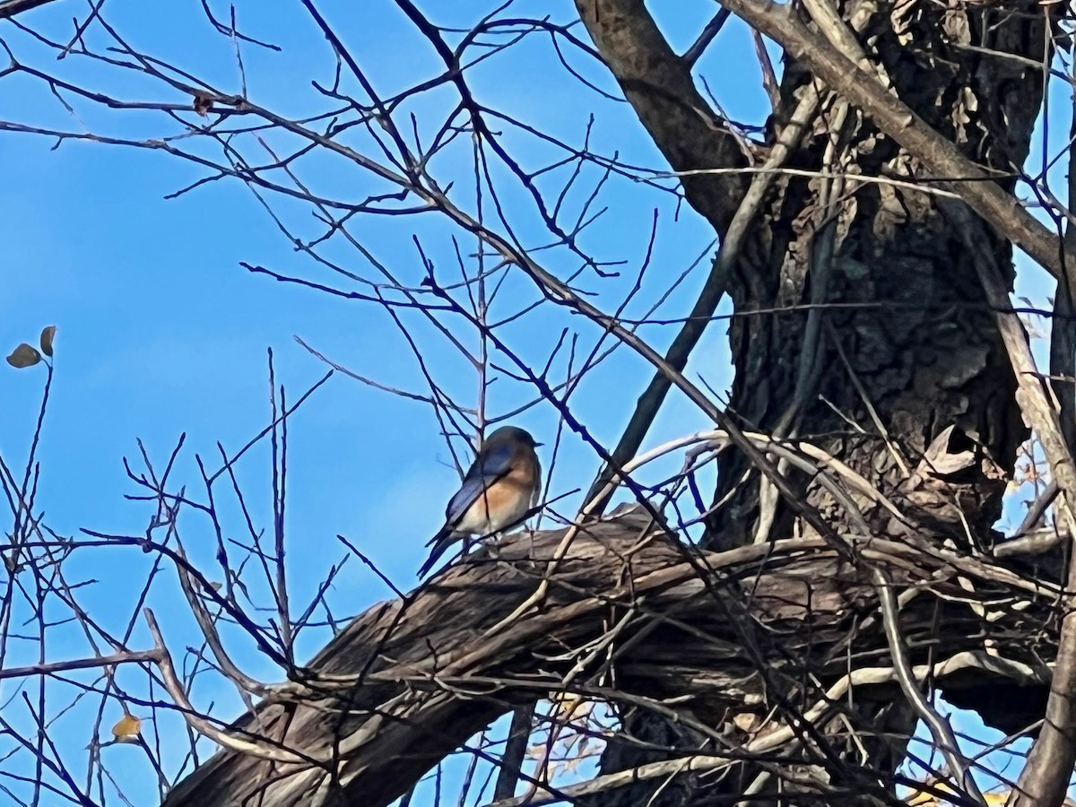 Eastern Bluebird - ML611362214