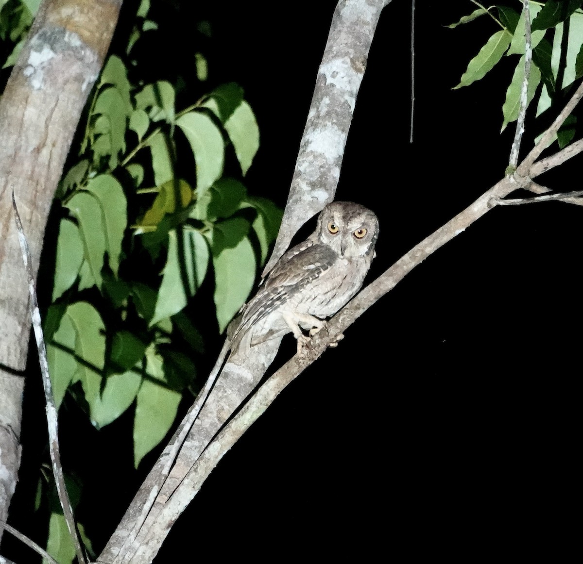 Moluccan Scops-Owl - Mark Shorten