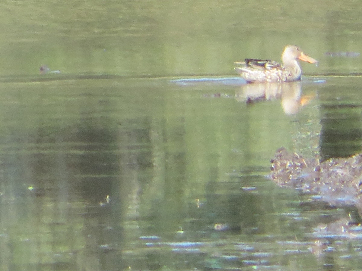 Northern Shoveler - ML611362371