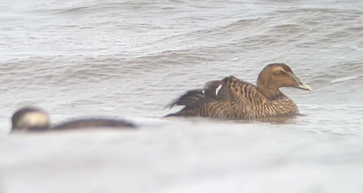 Common Eider - ML611362382