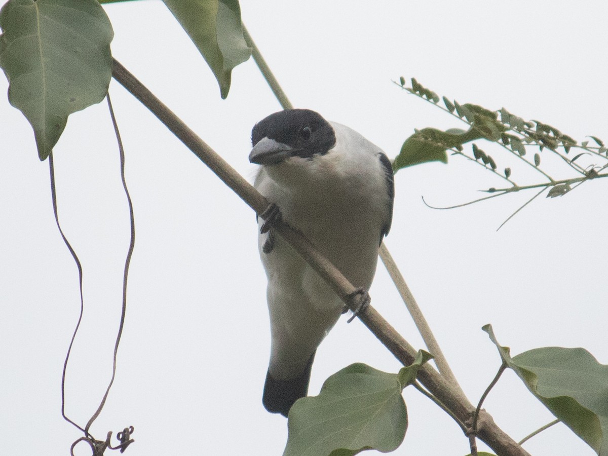 Black-crowned Tityra - João Souza