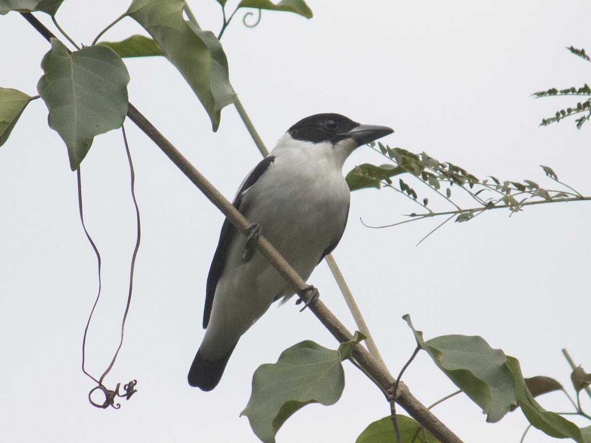 Black-crowned Tityra - ML611362473