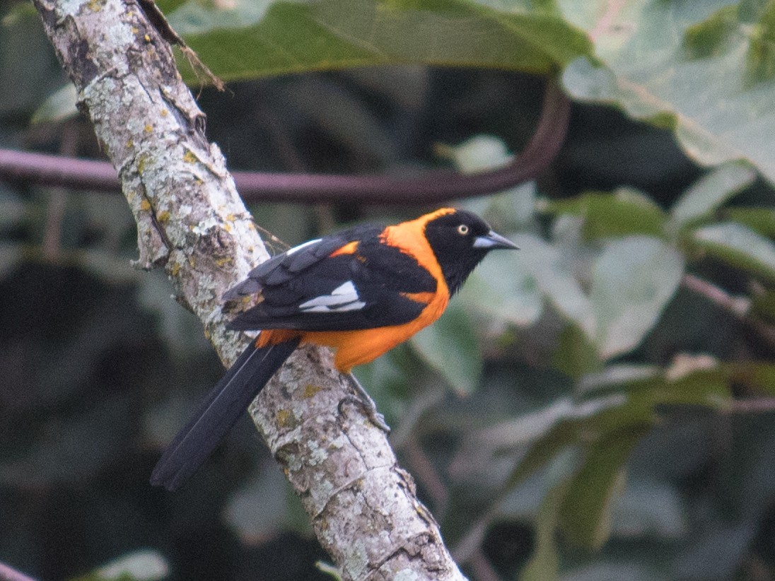 Oriole des campos - ML611362479