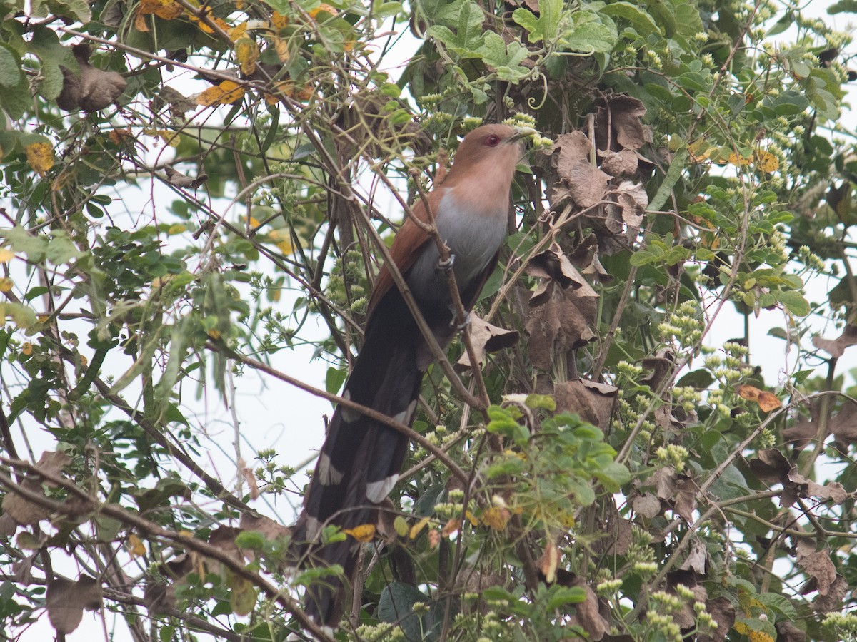 Squirrel Cuckoo - João Souza