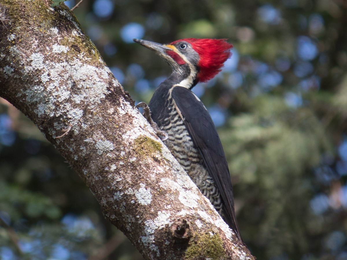 Lineated Woodpecker - João Souza