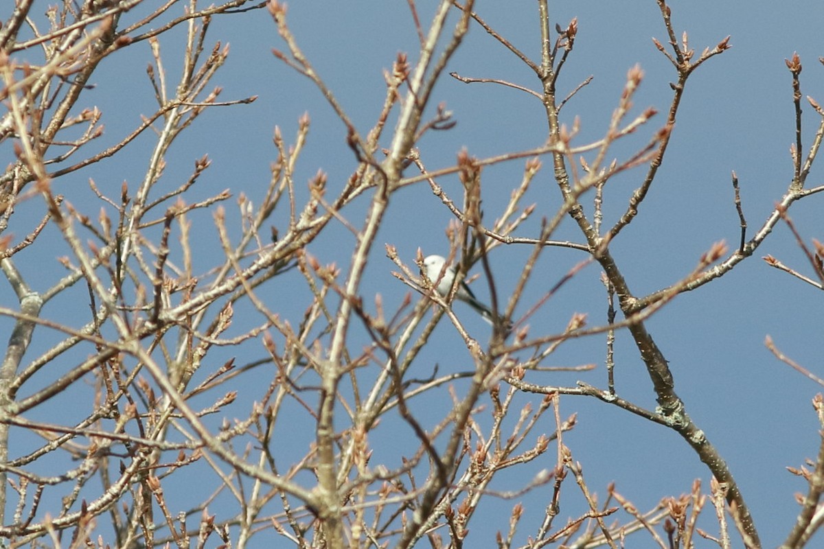 Long-tailed Tit - ML611362584