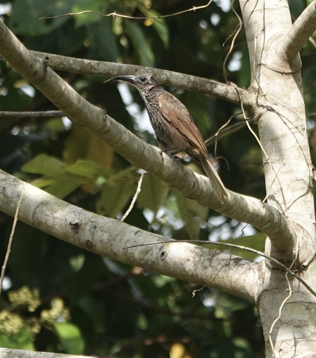 White-streaked Friarbird - Mark Shorten