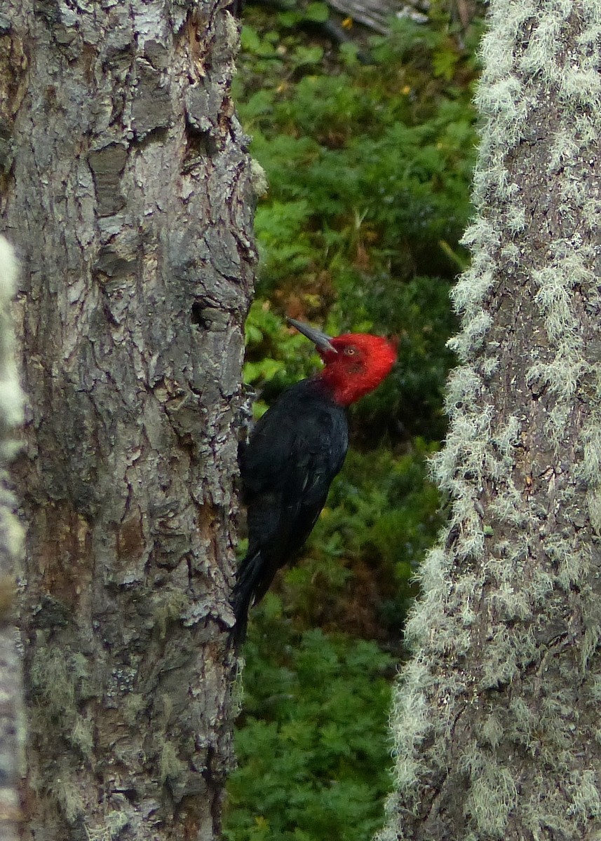 Magellanic Woodpecker - ML611362664