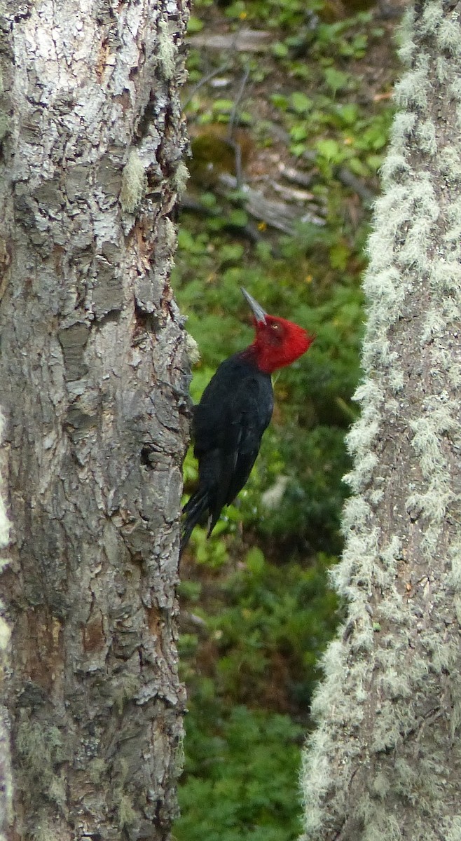 Magellanic Woodpecker - ML611362665