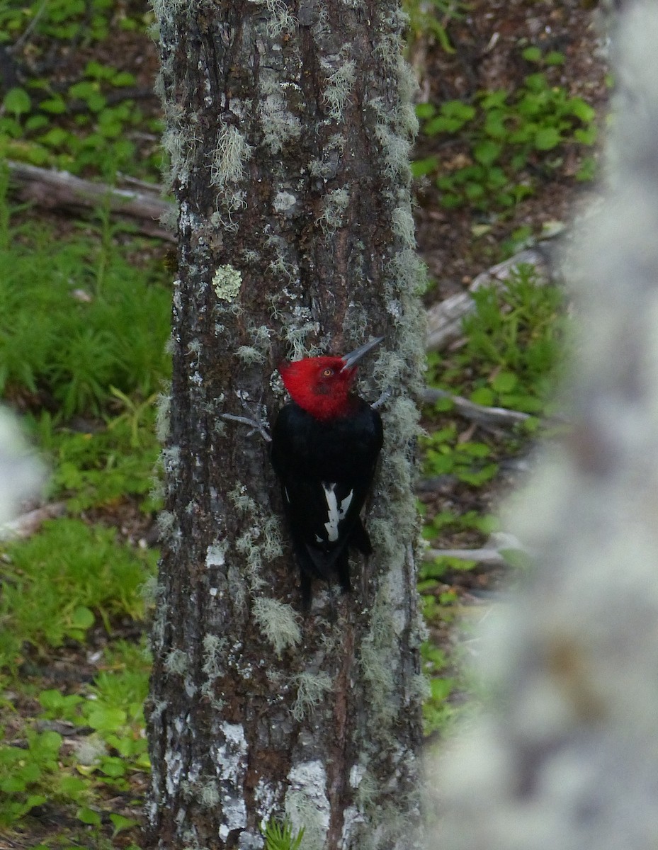 Magellanic Woodpecker - ML611362666