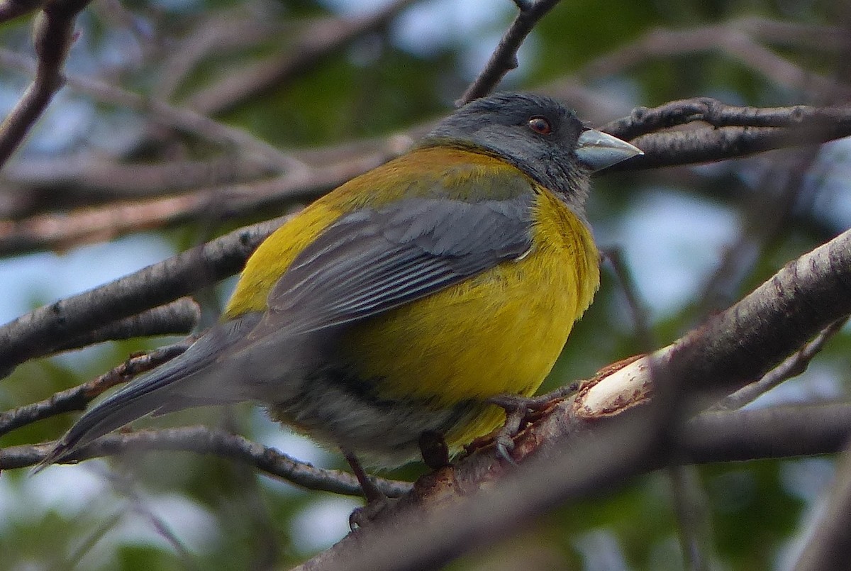 Gray-hooded Sierra Finch - ML611362679