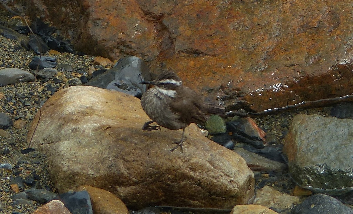 パタゴニアカワカマドドリ - ML611362681